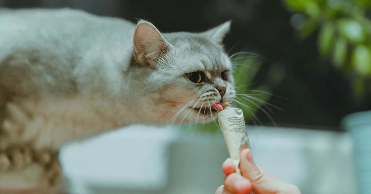 Feline nutrition in summer: Essential tips for keeping your cat healthy