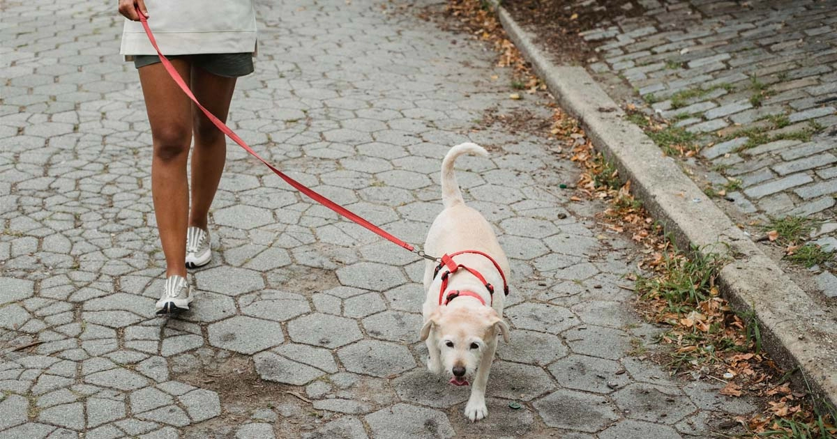 Guide for dog walking: Tips and best practices