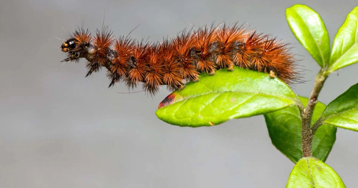 Processionary caterpillars: How dangerous can they be for our pets?