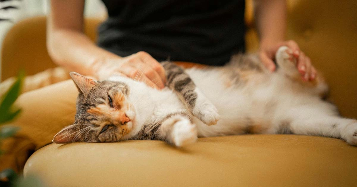 How do cats purr and why?