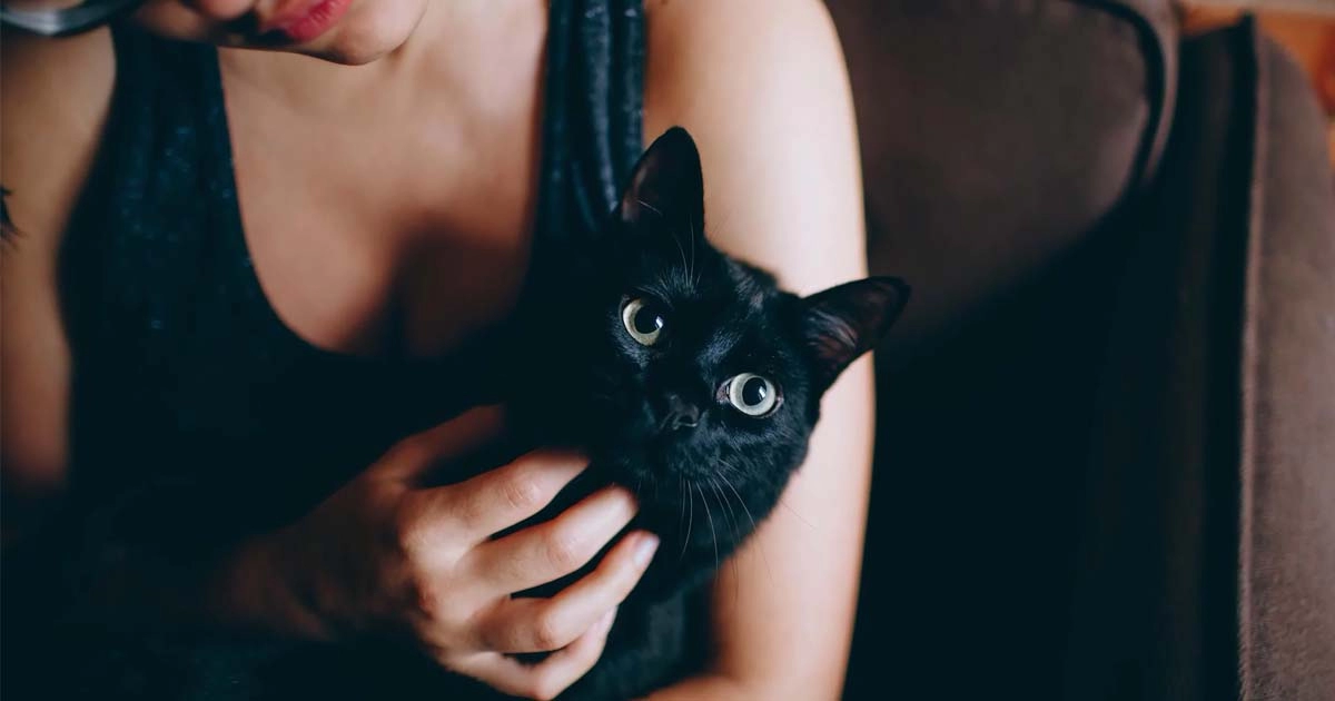 Understanding yeast infections in cats: Signs, causes, and treatments