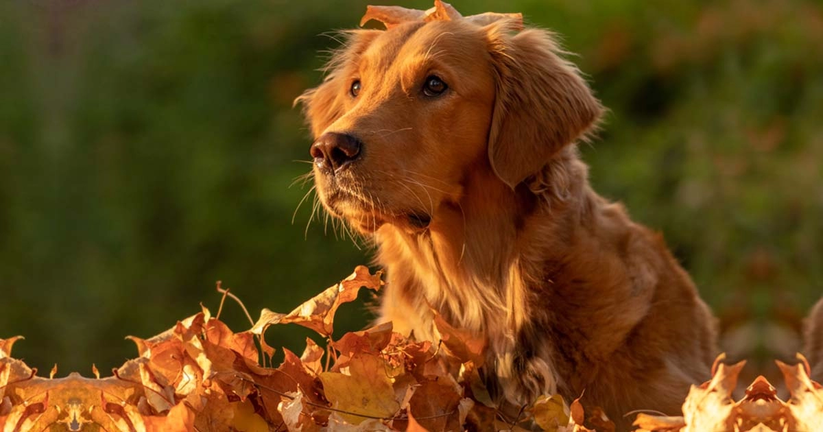 Tips for happy paws in Greek fall