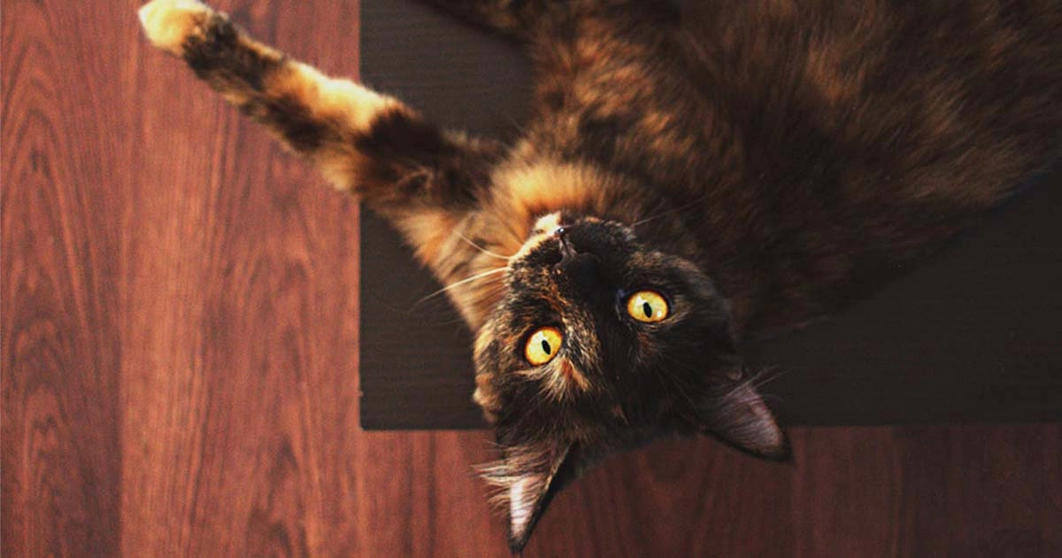 All about Tortoiseshell cats: Unique traits, personality and care