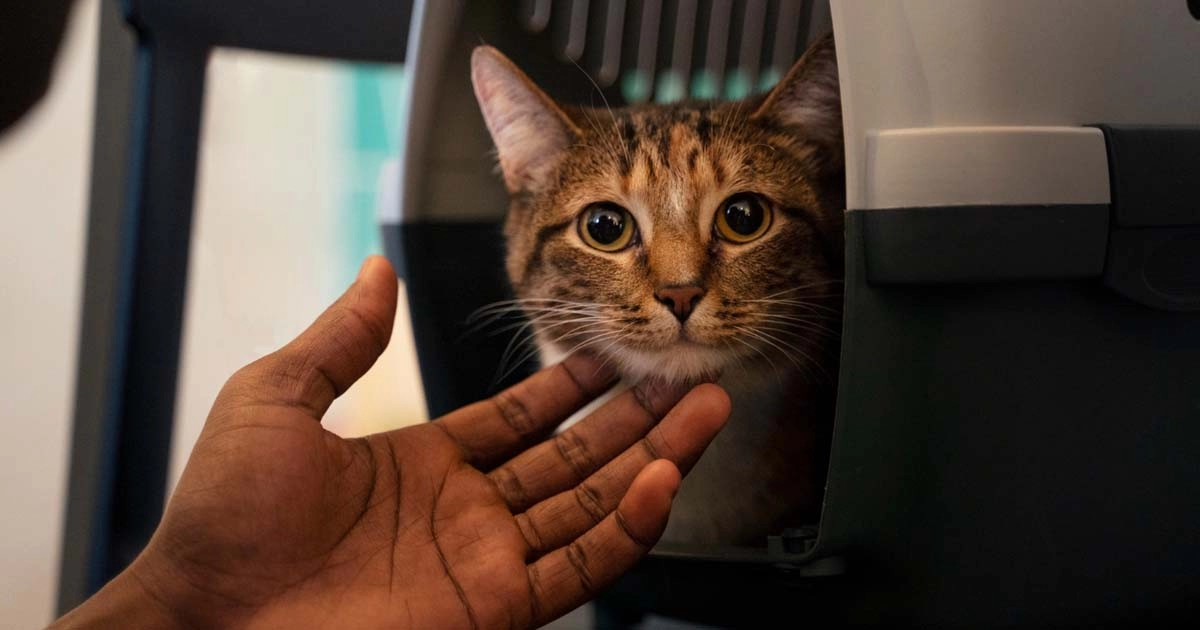 How to help your cat adjust to a new home